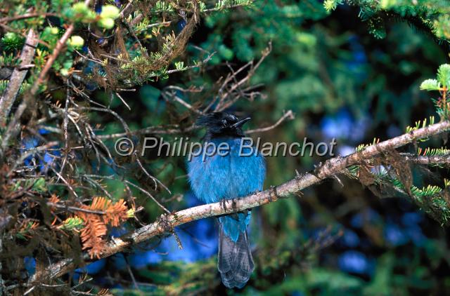 geai steller.JPG - Geai de stellerSteller's JayCyanocitta stelleriCorvidaeColombie BritanniqueCanada